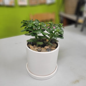 HP-058 Jade Planter
