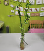 HP-113 Water Bamboo Vase