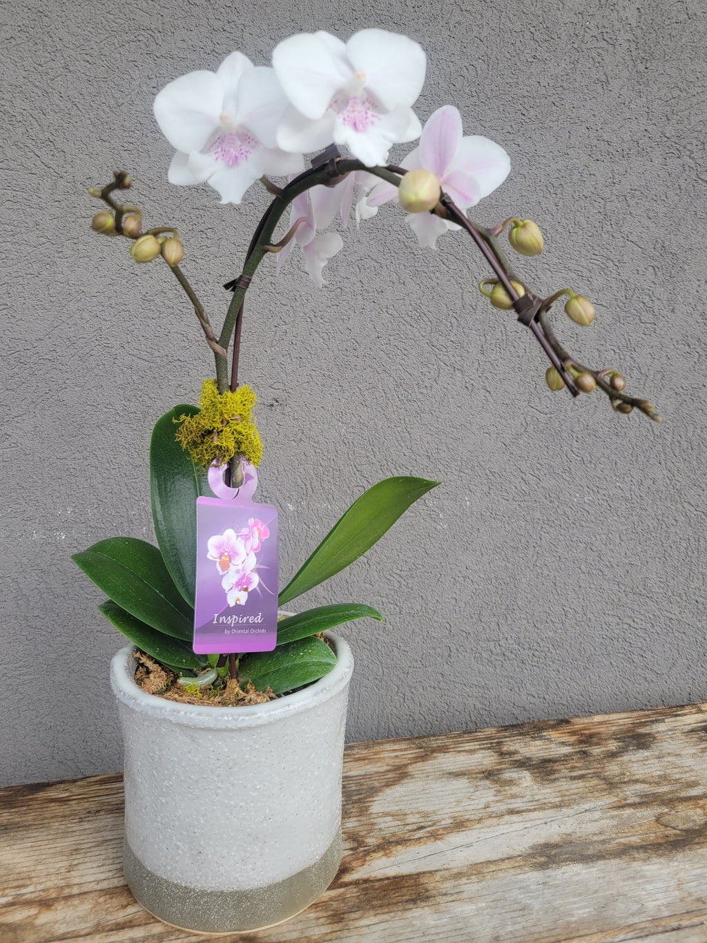 HO-22 Miniature White Orchid Plant