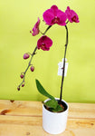 HO-12  Orchid Planter