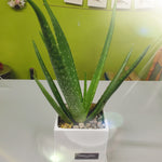 HP-061 Aloe planter