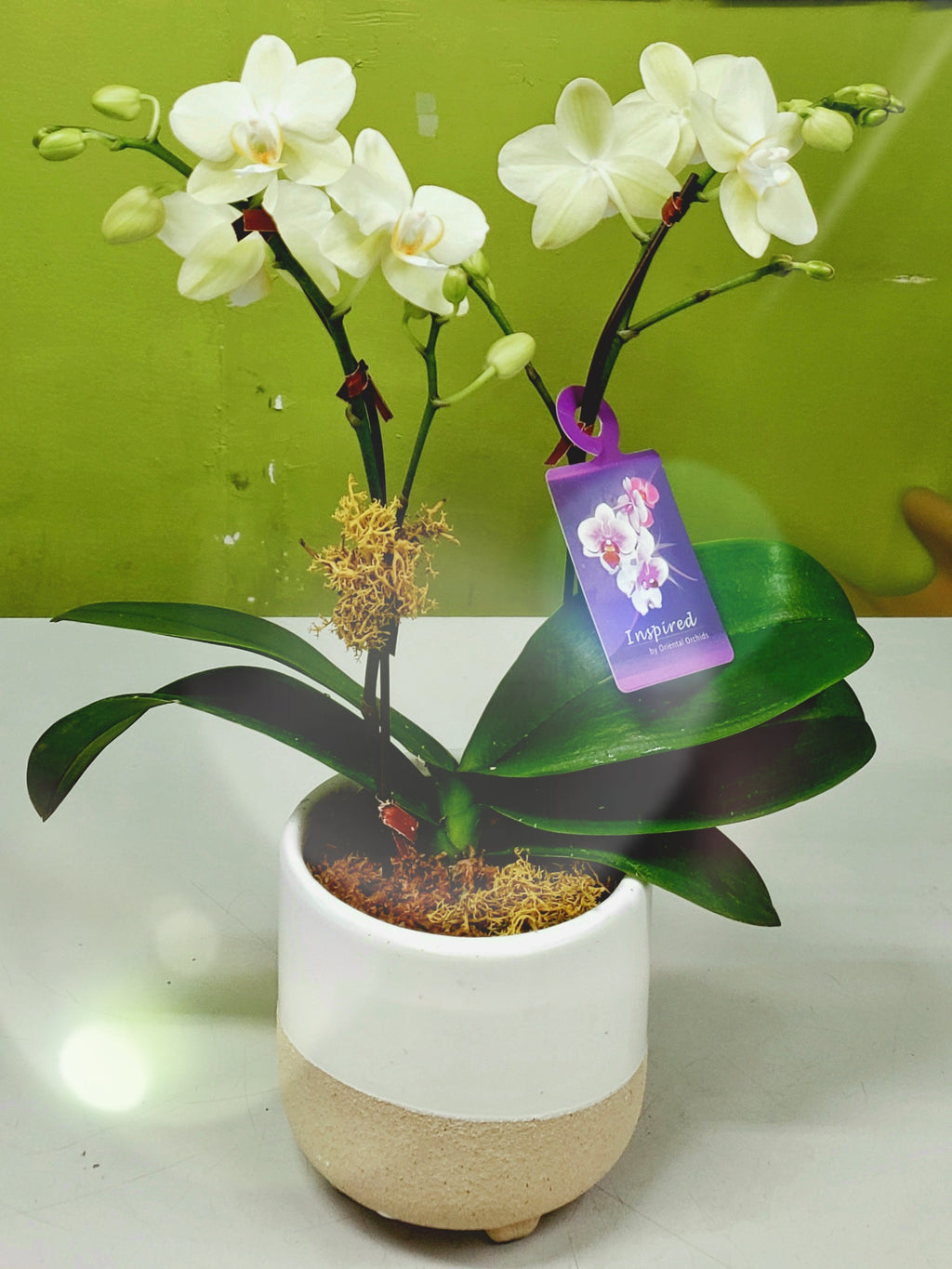 HO-17 Double Stem Green Miniature Orchid Planter