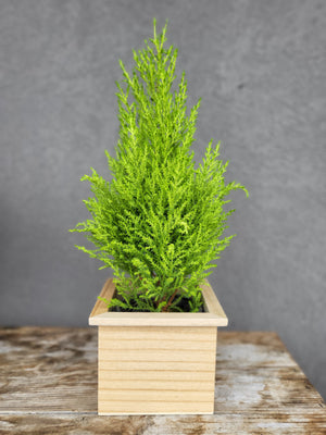 HP-062 Lemon cypress planter