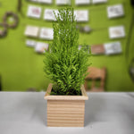HP-062 Lemon cypress planter