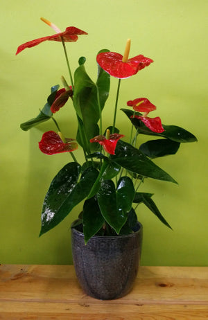 HP-031 Anthurium Plant