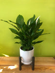 HP-018 Peace Lily Plant