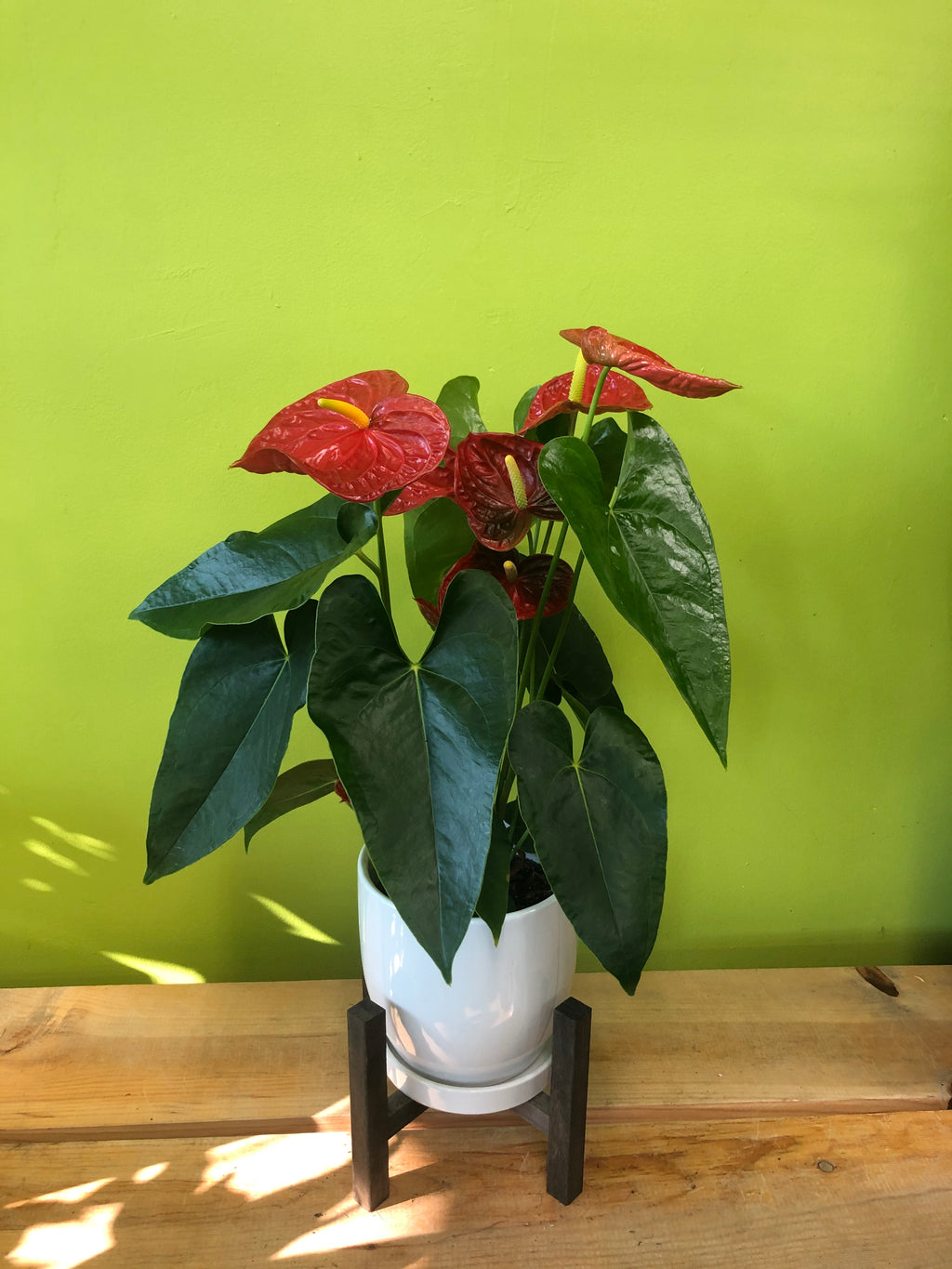 HP-031 Anthurium Plant