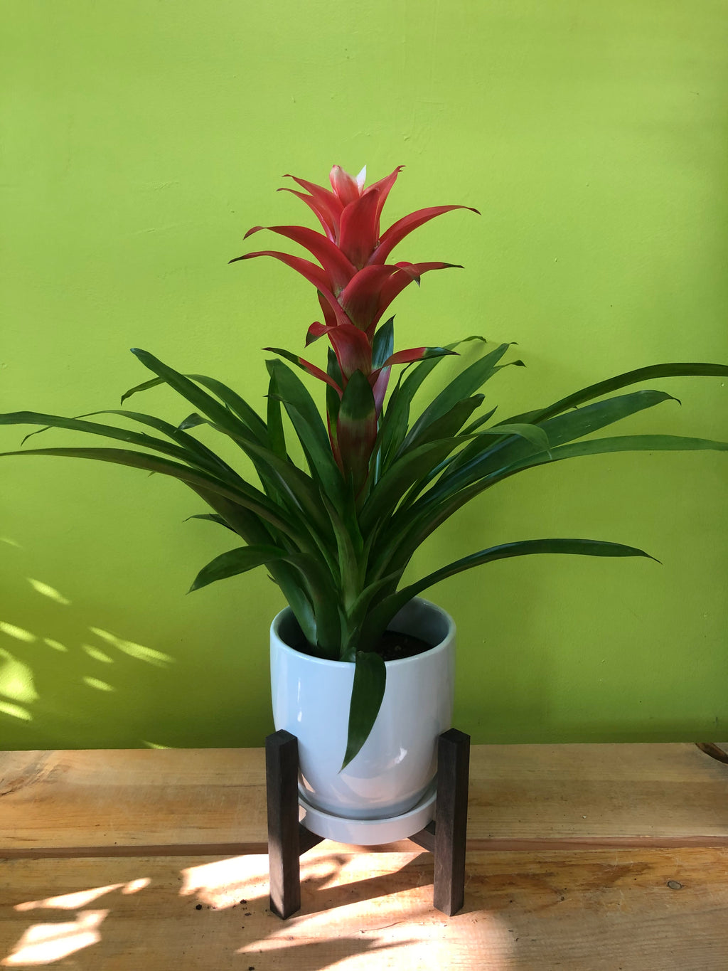 HP-011 Bromelied Plant