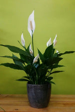HP-018 Peace Lily Plant