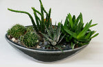 HP-006 Cactus & Succulents Garden B