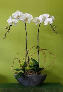 HO-01 Two Stems White Orchid Plant